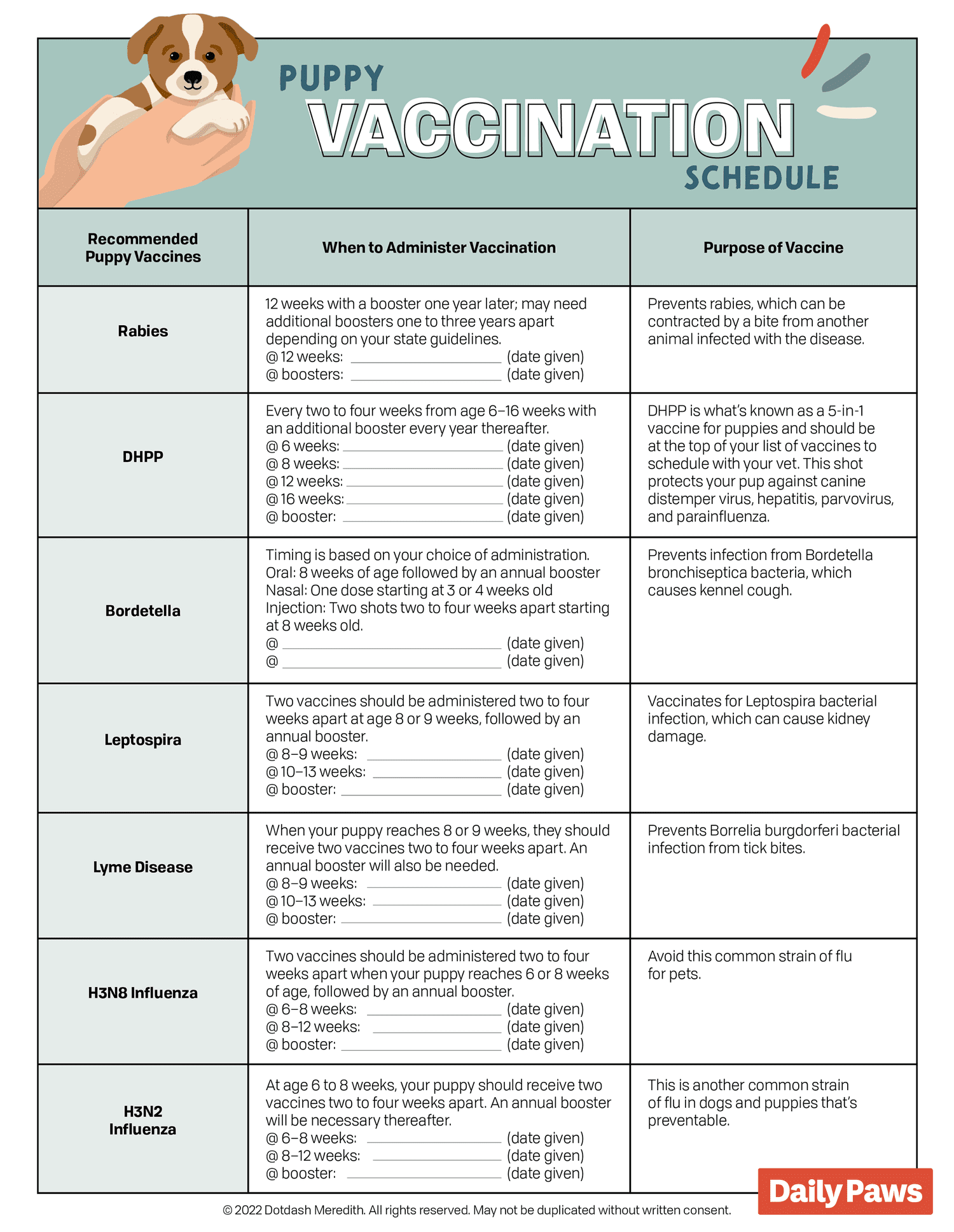First Year Puppy Vaccine Schedule Chart To Follow