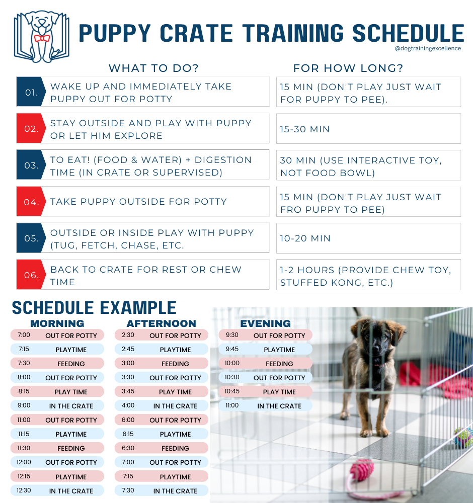 Effective Puppy Crate Training Schedule With Free PDF 